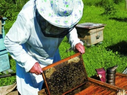Под Ривне пчелы насмерть закусали пасечника