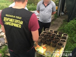 В Запорожской области хозяева перед домами устроили наркоплантации - фото