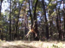 На Днепропетровщине появилось много ядовитых пауков