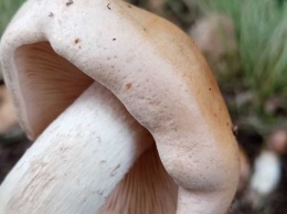 В Лохвице пенсионер отравился грибами
