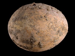 Израильские археологи нашли тысячелетнее куриное яйцо (фото)