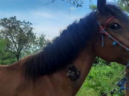 В Днепре спасают лошадь с язвой на теле: нужна помощь