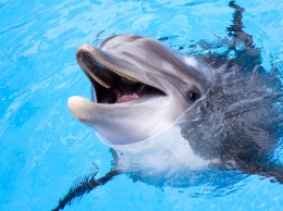 Пытался выброситься на берег: под Николаевом спасли малыша дельфина, видео