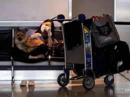 США вводят запрет на ввоз собак из ряда стран, включая Украину