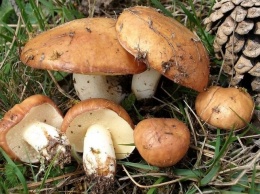 В Запорожской области женщина и ребенок отравились грибами
