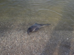 Отдыхающие спасли дельфиненка на Кинбурнской косе