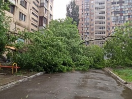 Сильный ветер в Одессе повалил 20 крупных веток и деревьев, оборвал провода. Фото