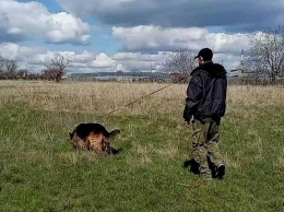 Правоохранители Никополя вторые сутки ищут пропавшую Анастасию Карнаух