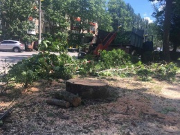 В центре города очередное дерево пошло под снос