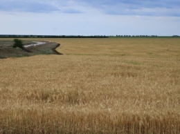 В Крыму дожди спровоцировали болезни зерновых