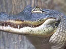 70 рептилий на свободе: в Ялте затопило крокодиляриум, - СМИ (видео)