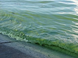 В Одессе позеленело море - размножились токсичные водоросли (ВИДЕО)