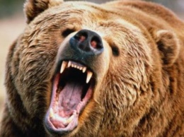 Медведь напал на группу туристов России, один человек погиб, двое ранены