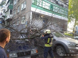 Древопад в Покровске: сухая ветка упала на припаркованные авто