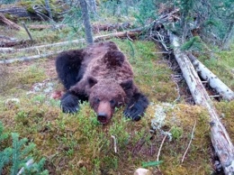 Голодный медведь напал на группу туристов, погиб 16-летний подросток, который нес провиант