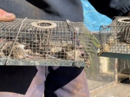 В Австралии мыши захватили колонию, заключенных вынужденно эвакуируют (ФОТО, ВИДЕО)