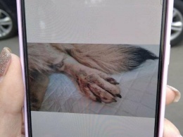 В Мариуполе водителя оштрафуют за сбитую собаку, - ФОТО