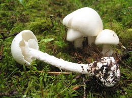 В Днепропетровской области зафиксированы случаи отравления грибами