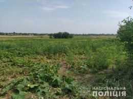 Жители Запорожской области культивировали снотворный мак и марихуану