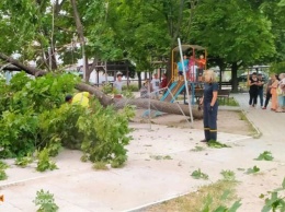 В Днепре на детскую площадку рухнуло дерево (ФОТО)