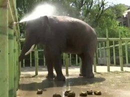 Без воды никуда: как спасают от аномальной жары животных в зоопарке