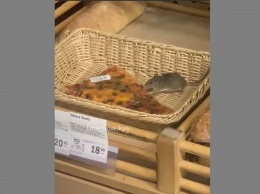 В супермаркете Киева крысенок ел пиццу