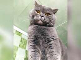 В Никополе пропал британский кот: помогите найти