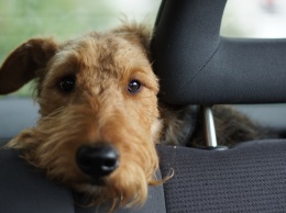Как помочь собакам и котам во время жары и почему нельзя их закрывать в машине