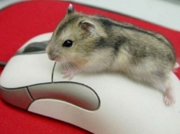 Ученые научились определять действия пользователей по движениям курсора мыши