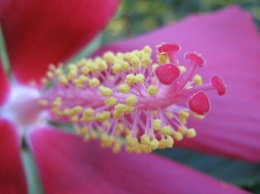 Приходи посмотреть: в ботсаду расцвел необычный цветок