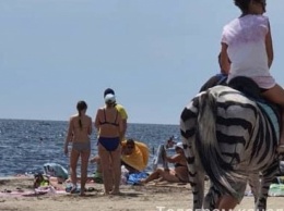 В Скадовске лошадь перекрасили в зебру и вывели на пляж в жару
