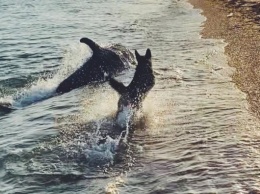 Где в Крыму можно увидеть дельфинов?