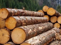 В России появится единая система учета леса