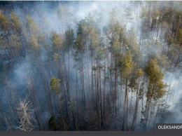 Миллиард деревьев от Зеленского. Эксперты предупреждают, что может быть хуже (ФОТО)