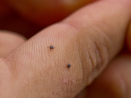 Голубиные клещи: детские площадки атаковали опасные насекомые