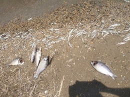 Сотни карасей, пиленгасов и бычков: на Хаджибейском лимане погибла рыба