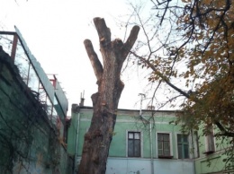 Три года тюрьмы грозят председателю ОСМД в Одессе, который варварски обрезал "тополь Пушкина"
