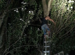 Залез на дерево и не хотел слезать: как спасли днепровского «Маугли» (ВИДЕО)