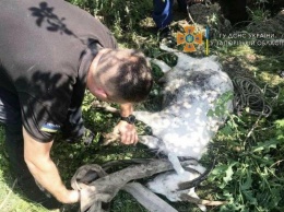 В Запорожской области в селе спасли козу, которая упала в 15-метровый колодец