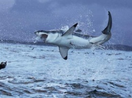 В Красном море выпрыгнувшая из воды акула напала на парапланериста