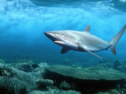 На Красном море акула выпрыгнула из воды и откусила парашютисту пятку (видео)