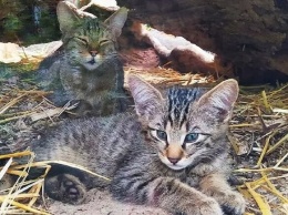 Милота дня: в Киевском зоопарке у семейства лесных котов родилось потомство
