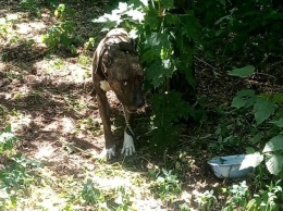 Привязали и оставили: в киевском парке спасли истощенного породистого пса