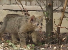 В киевском зоопарке - пополнение. В семействе диких котов родились котята