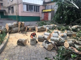 Ветер в городе повалил дерево и наломал дров(ФОТО)