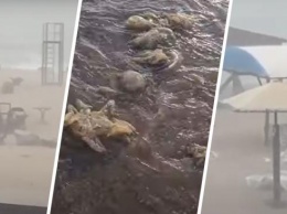Пляжи Бердянска засыпало медузами после ливня (ФОТО, ВИДЕО)