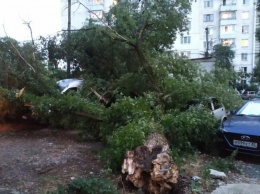 На нескольких улицах Симферополя повалило ветки и деревья, - ФОТО