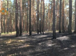 Под Харьковом спасатели не дали сгореть хвойному лесу