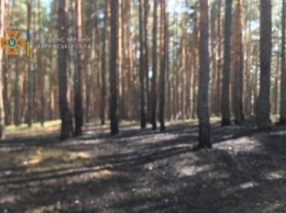 В Безлюдовке произошел лесной пожар