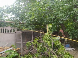 В Мелитополе орех упал на газопровод (ФОТО)